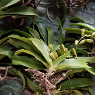 Đai châu rừng hoa tết
