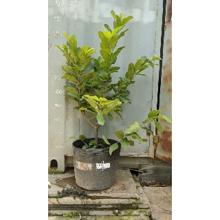 Ổi lê Đài Loan