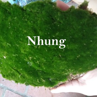 Rêu nhung, rêu trác bá, rêu đầu trắng dùng cho bán cạn, non bộ, sân vườn