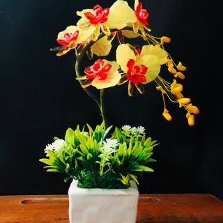 Chậu hoa lan pha lê