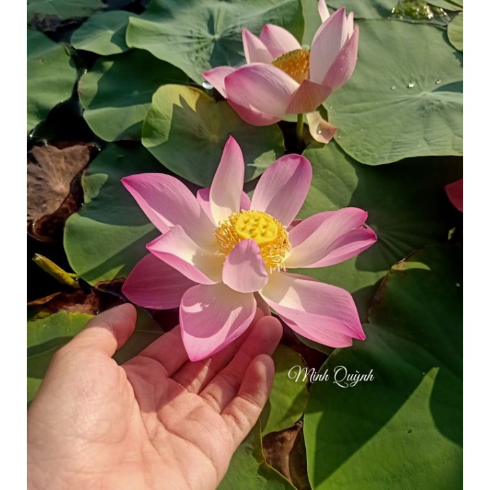 Củ sen Pink Cherry