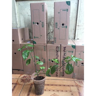 Cây lá cẩm tím (1 cây)
