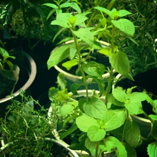 Chậu Bạc hà Âu