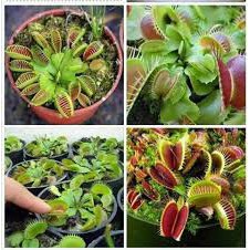 Hạt giống Bẫy Kẹp Flytrap