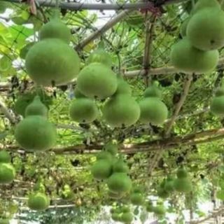 Bầu hồ lô Thái lan