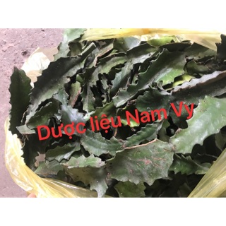 Xương rồng ông (Xương rồng 3 cạnh) 1kg