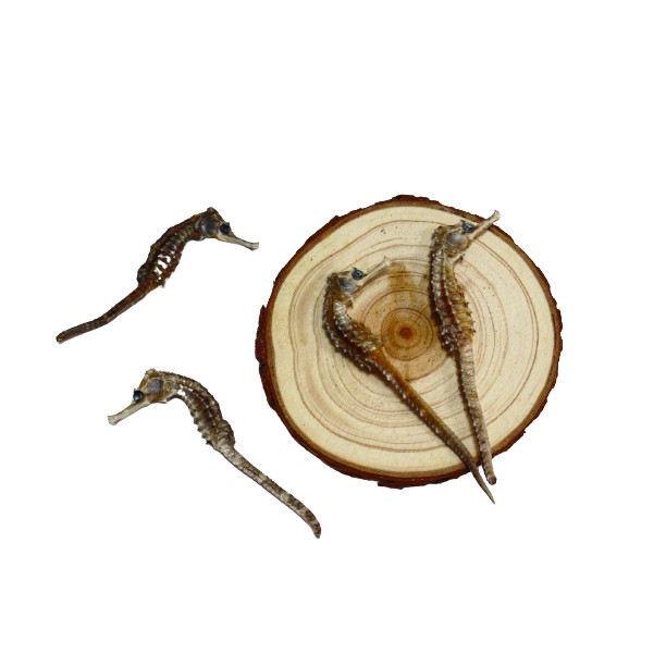 1 con Cá ngựa khô kích thước 6 - 8 cm | BigBuy360 - bigbuy360.vn