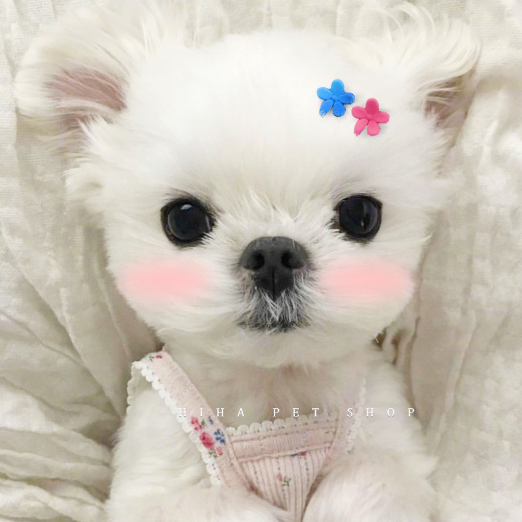 Top 500+ Hình ảnh chó ngầu lòi cute nhất 2023 - Chăm Sóc Thú Cưng