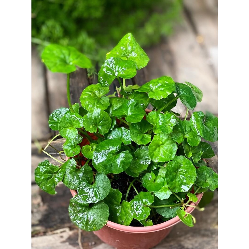 Cây Viola hederacea Native Violet (Bạch Tử Hoa) chậu nhựa 10cm