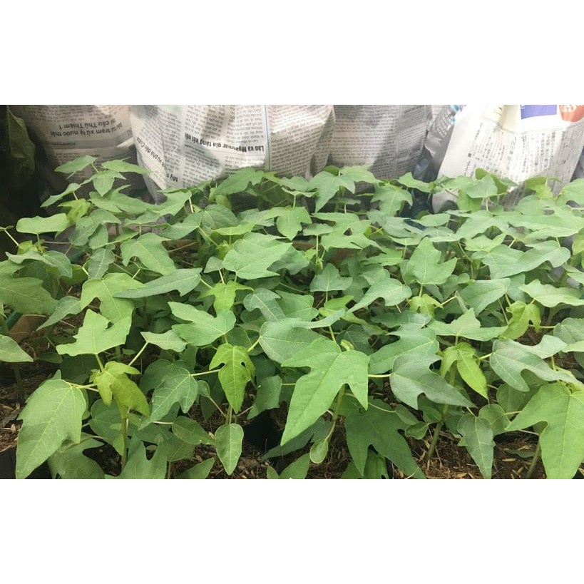 Hạt Giống Đu Đủ Lùn Ruột Đỏ Trái To F1  - Ngọt, Dinh Dưỡng, Năng Suất Cao - MUA 3 TẶNG 1 CÙNG LOẠI