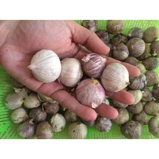 Tỏi cô đơn một nhánh (loại to) 1kg