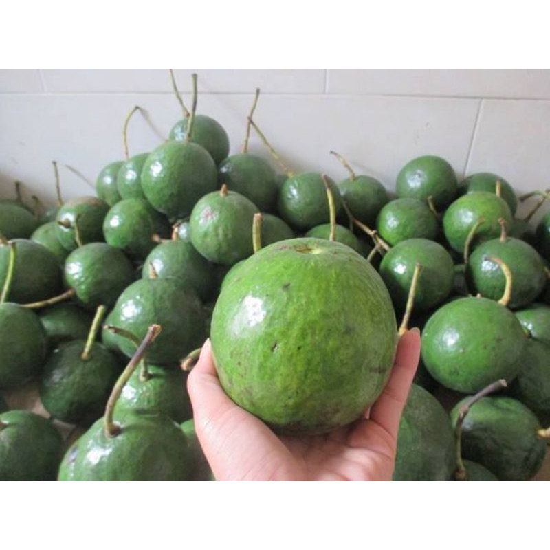 Bơ Booth Lâm Đồng- Đà Lạt Thơm Ngon Dẻo (Hàng Sẵn Ở HCM)