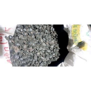 500 gram hạt giống lim xanh
