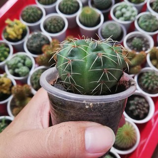 xương rồng thần long