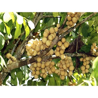 Cây Giống DÂU DA ĐẤT
