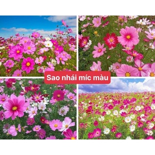 combo 4kg hạt hoa sao nhái