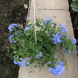 Cây thanh xà chậu treo, Đường kính tán 25cm mang sức sống khỏe hoa tím nở bắt mắt, thích hợp trang trí ban công