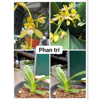 [Siêu Sale] hoa lan  kiếm phan trí gieo hạt