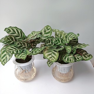 Cây Đuôi Công Thủy Sinh (Màu Tím, Xanh)