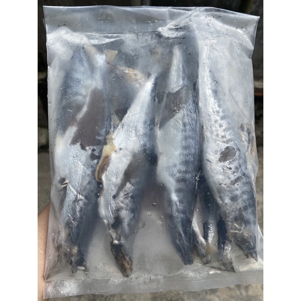 Nửa kg cá thu ảo nguyên con