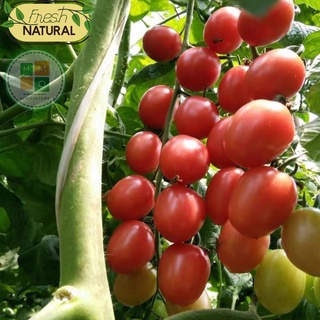 Hạt giống cà chua cherry đỏ chịu nhiệt