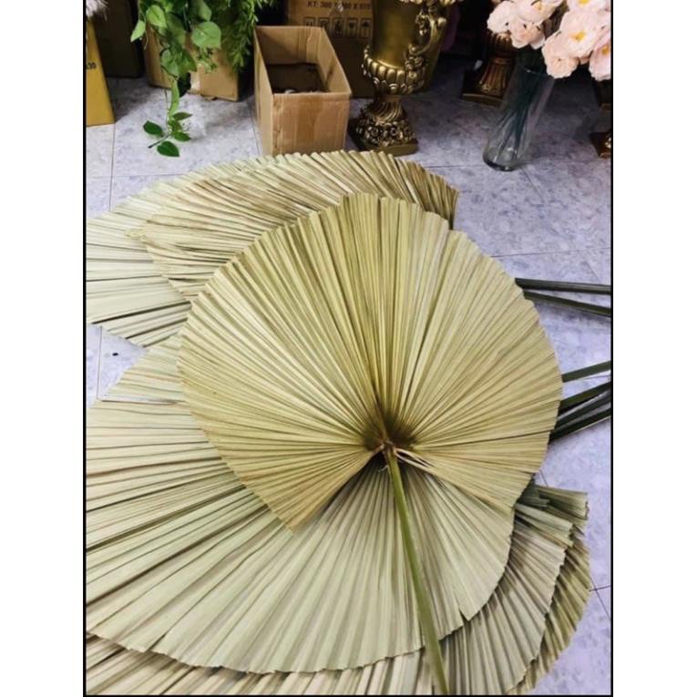 Xả hàng Lá cọ khô  Lá Cọ Khô Tự Nhiên Trang Trí, Decor  - Mây tre