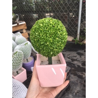 Cây may mắn hình cute xỉu luôn