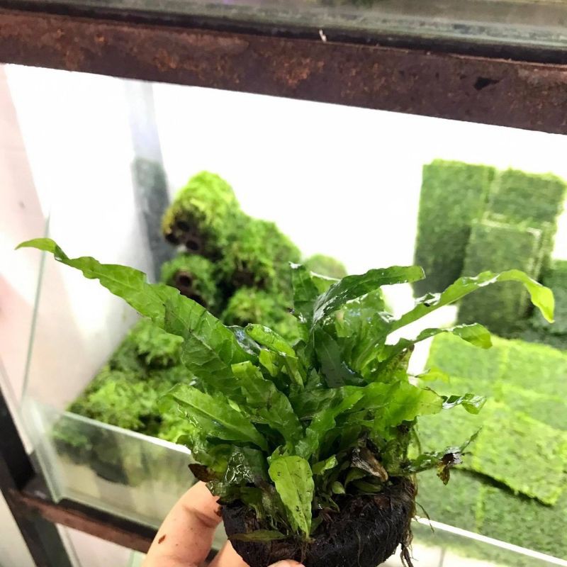 Cây thủy sinh dương xỉ Mỹ Nhân.