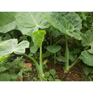 cây dọc mùng giống ( 1 bầu )