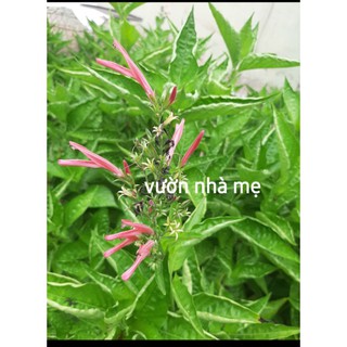 Cây lá cẩm tím giống nhật 1 bầu 2 cây