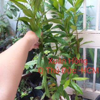 Cây vối nếp cao 60-100cm