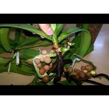 Phân bón kích ra rễ START VITAMIN B1-Mỹ 235ml