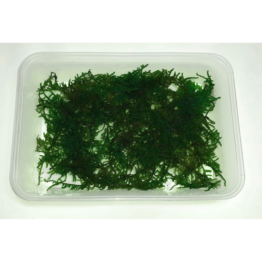 Rêu Weeping - Vesiculária ferriei