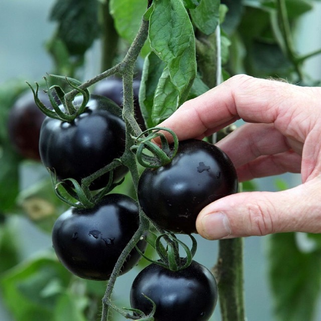 Hạt giống cà chua bi cherry đen - gói dành cho gia đình