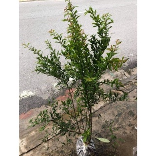 0965008983 cây giống lựu hạnh cao 90cm - 1m