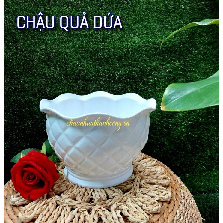 Chậu nhựa mini trồng sen đá nhỏ xinh , chậu kiểu quả dứa