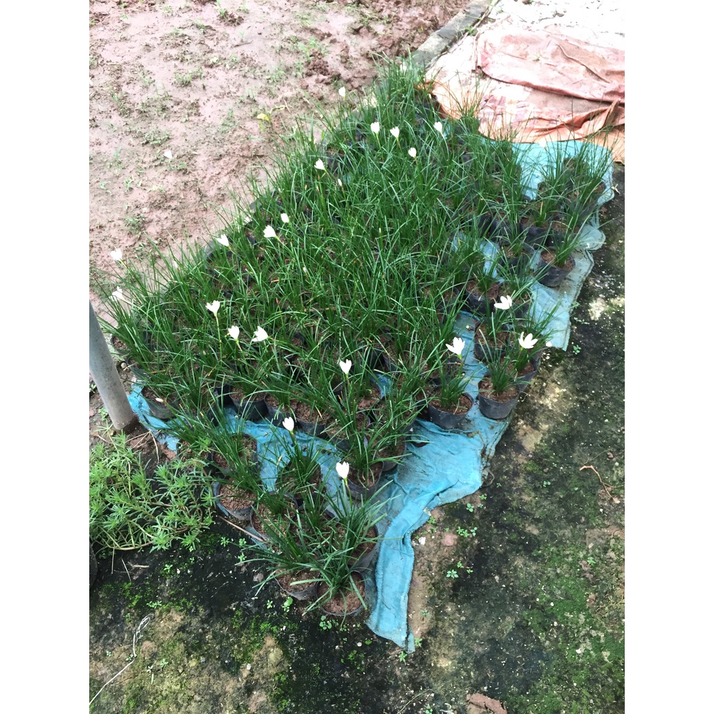 Cây tóc tiên,huệ mưa bầu nhỏ sẵn hoa trồng trang trí cảnh quan sân vườn@