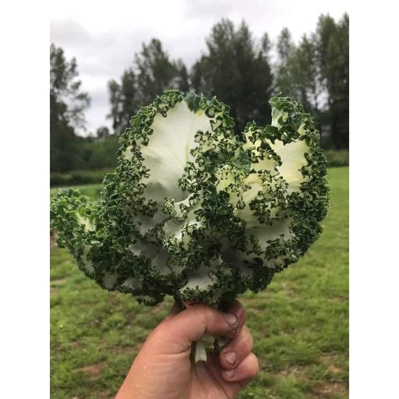 Hạt giống cải kale thuỷ tinh Casper Mỹ f1 siêu lá