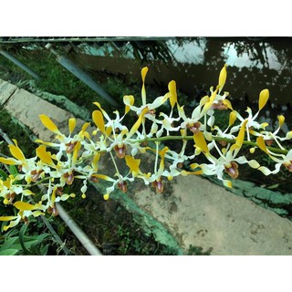 Denrro nắng tre vàng lưỡi đỏ thơm cây trưởng thành chậu phi 12