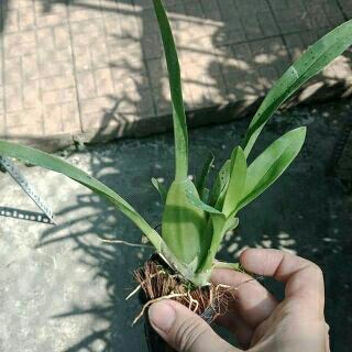 Vũ nữ sharry baby giống