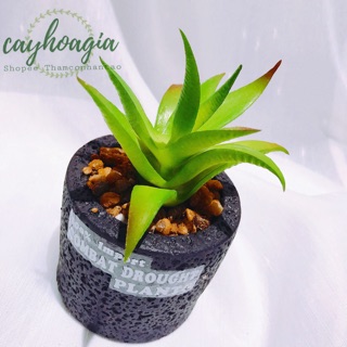 Cây Giả - Chậu sen đá nha đam MSOA