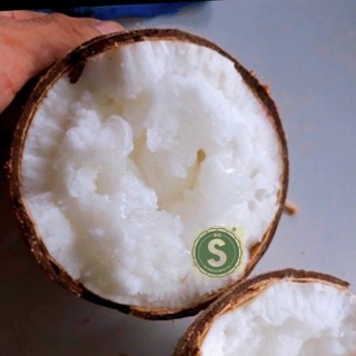 Dừa Sáp Hảo Hạng 1.1 ký- Cơm Siêu Dày, Hàng tuyển