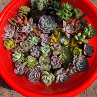 FREESHIP-combo 20 cây sen đá vỉ mix các loại (size mini)