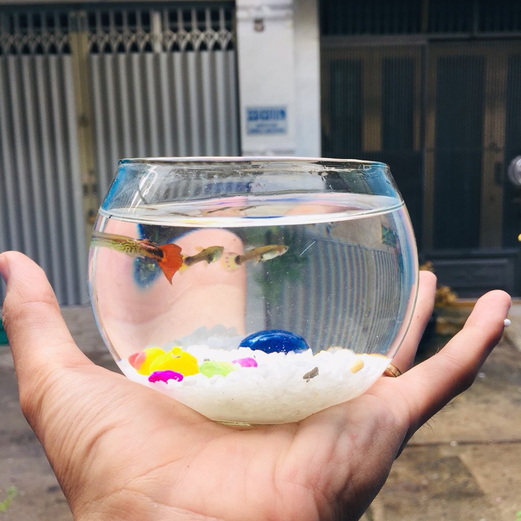 Hồ cá mini thủy sinh 🐠FREE SHIP🐠 Bể cá mini để bàn hình QUẢ CẦU