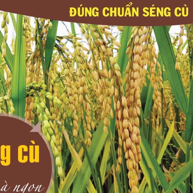 [RẺ VÔ ĐỊCH] Gạo Séng Cù Điện Biên (Hạt tròn)