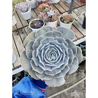 Sen đá phấn hồng size 20cm