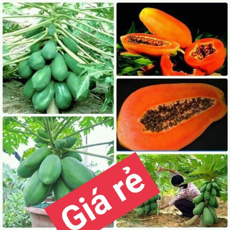Đu đủ lùn thái lan hạt giống chuẩn f1 rẻ gói 50 hạt đã phơi khô dễ lên mầm tặng quà kèm theo.