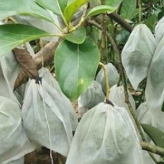 200 túi bọc ổi, na, bơ booth