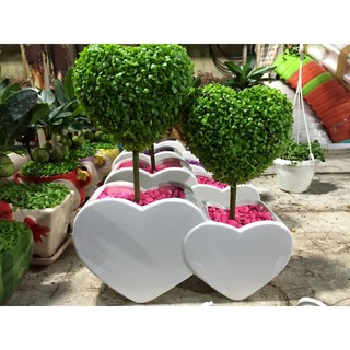 HẠT GIỐNG CỎ MAY MẮN - 500 Hạt/ gói