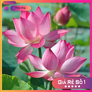10 Hạt giống Sen ta (Dễ trồng, Hoa quanh năm)
